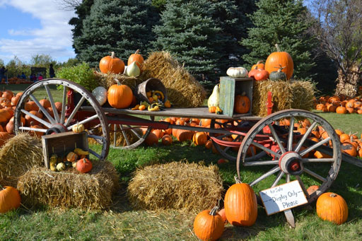 After stopping for lunch, the next stop was Barten's Family Pumpkin Farm.