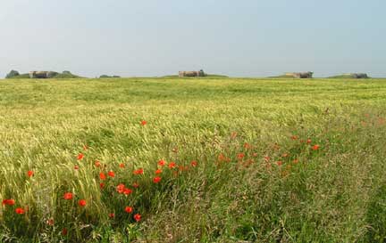 "Where blood is shed, a poppy grows..." We saw a lot of poppies along the wheat fields of France.