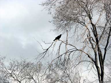 Mama crow was not happy with us. She sat between 2 different trees, taking turns scolding us and cawing to her young one in the nearby nest. She was glad to see us go.
