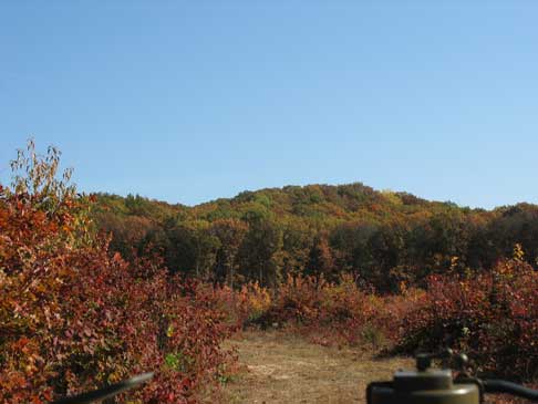 Managed section of the property where clear cut harvesting was used. They do this in small sections at a time.