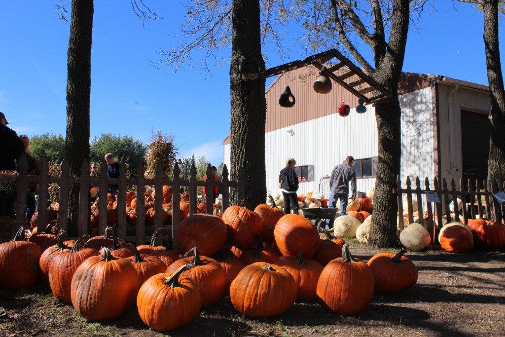 Pumpkin-Patrol-2015-17