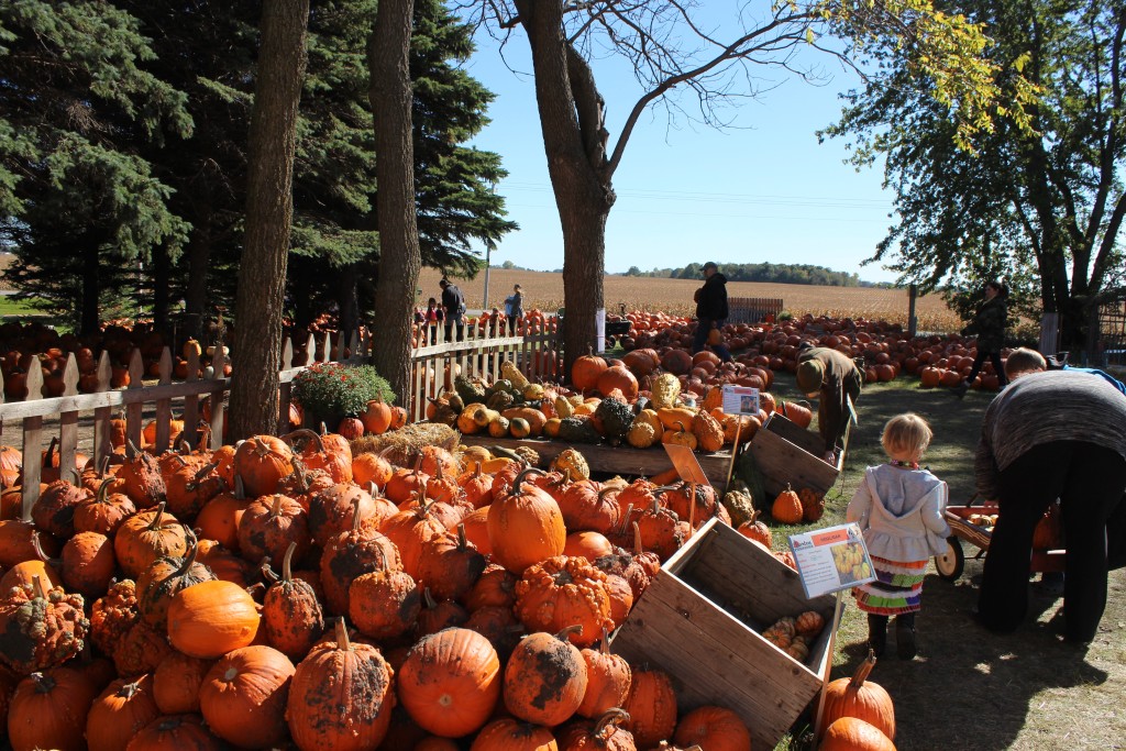 Pumpkin-Patrol-2015-18