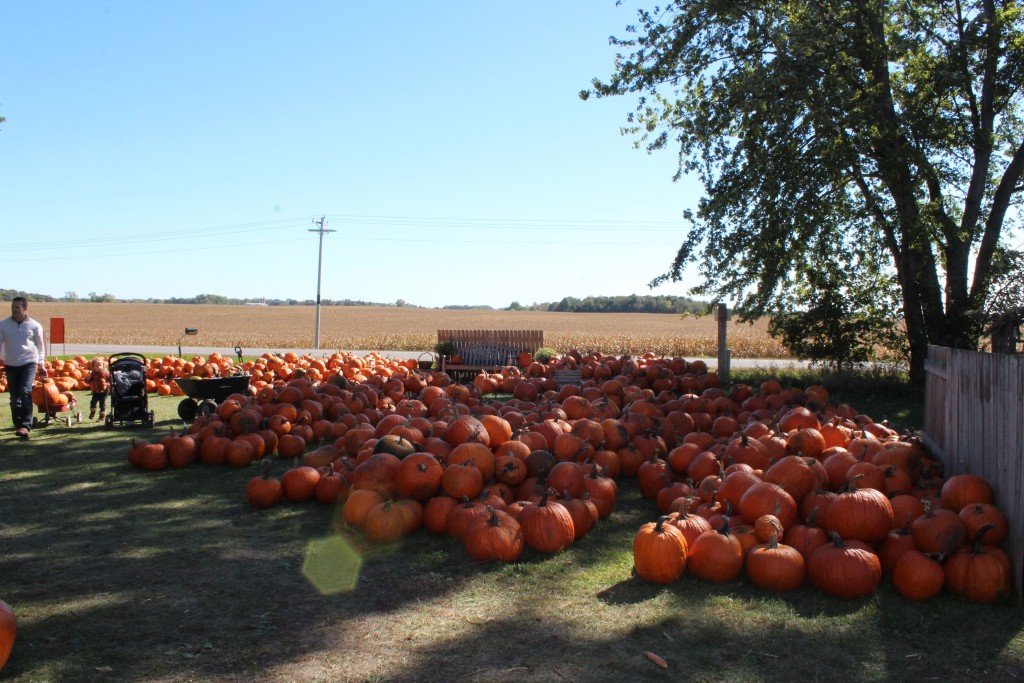 Pumpkin-Patrol-2015-19