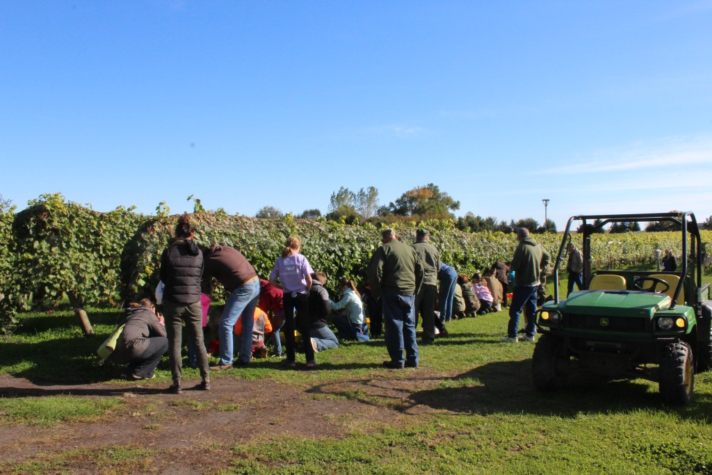 Pumpkin-Patrol-2015-32