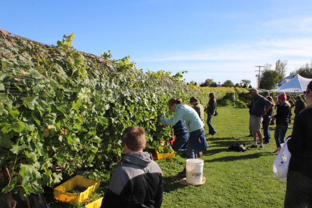 Pumpkin-Patrol-2015-36