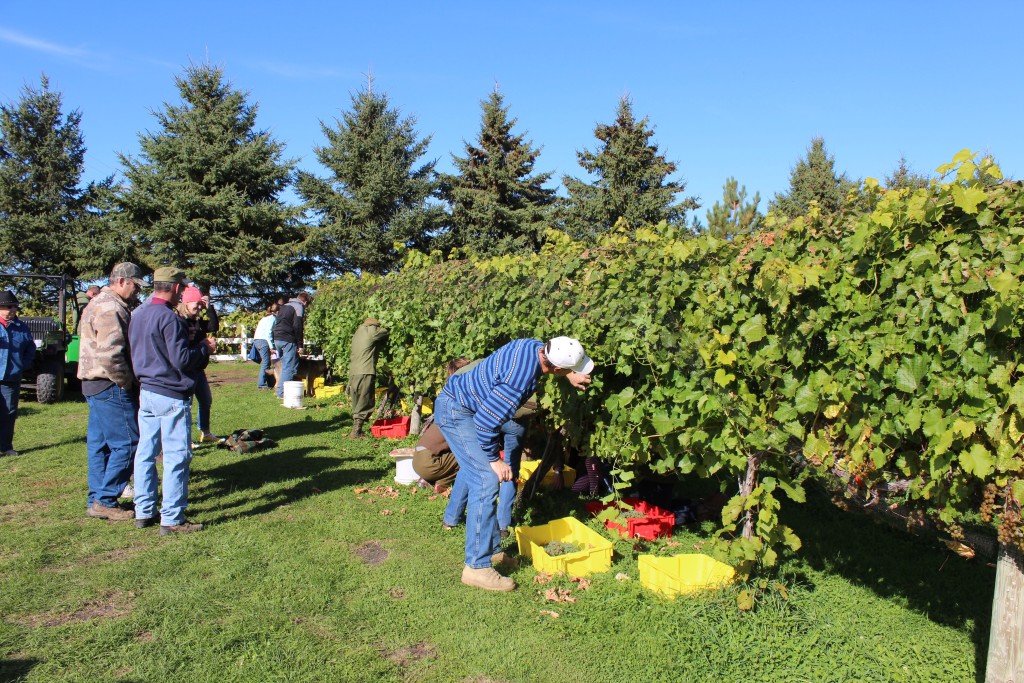 Pumpkin-Patrol-2015-37